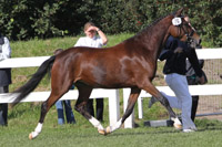 Reservesiegerin MONEY PENNY (DR) v. Montender / Honeymoon Star (Stefanie Froese, Benz).